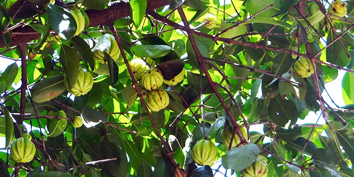 Garcinia beneficios como tomar dosagem usual